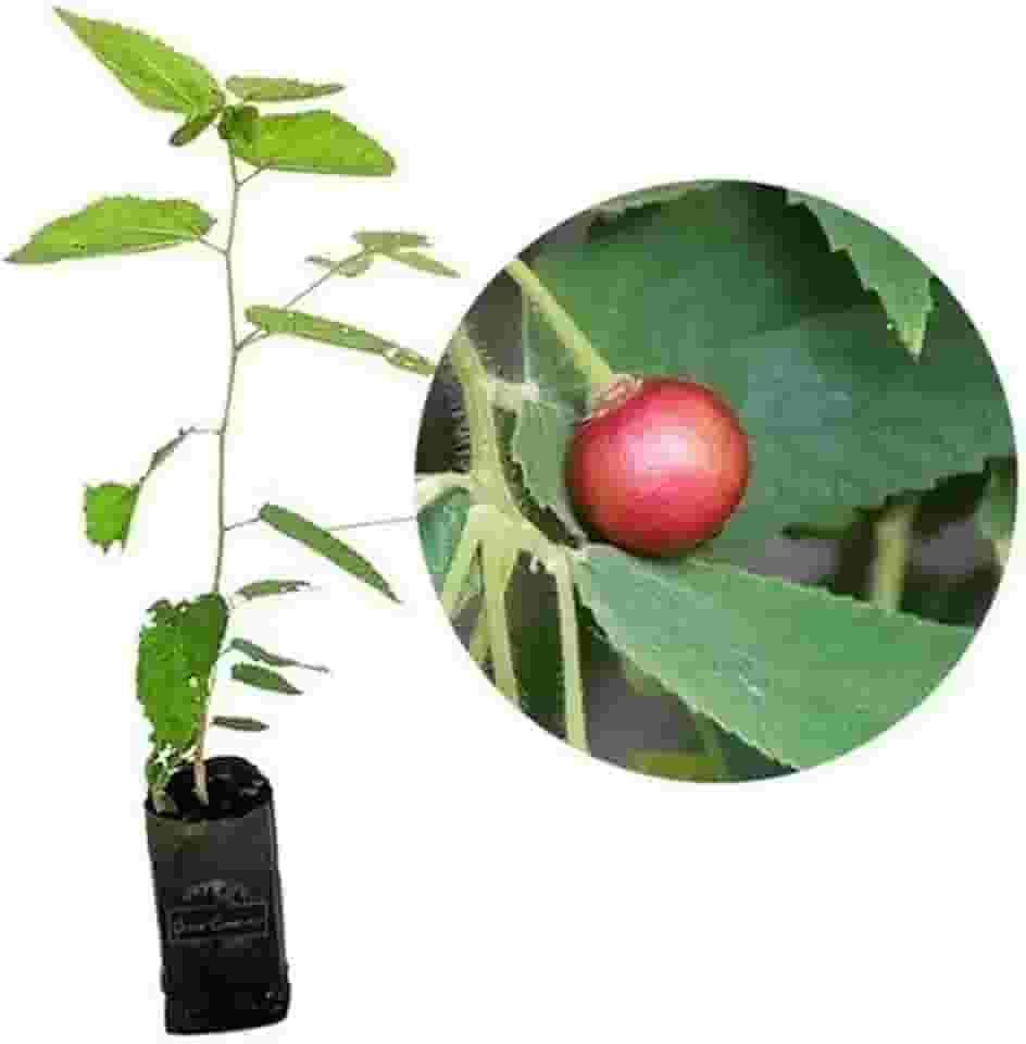 Muda de Calabura Com Rápido Crescimento - Idela Para Atrair Pássaros