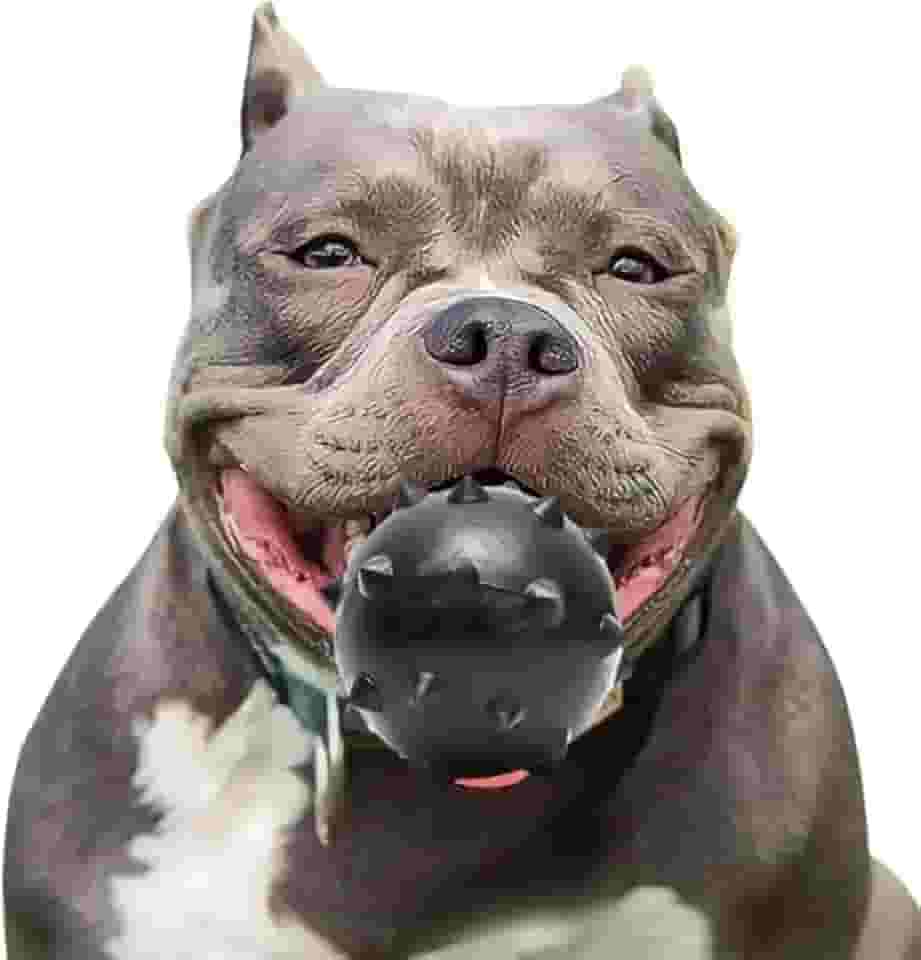 Brinquedo para Cachorros, Interativo e Funcional, Bolinha Cravinho Black, Alivia o estresse e Auxilia os Dentes, Brinquedo para Cães, Cores Sortidas, Tamanho: 7,5cm