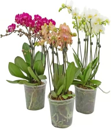 Vaso Pote 12 para Orquídeas Transparente Reforçado