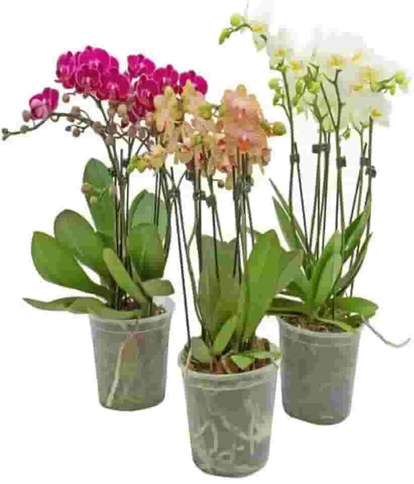 Vaso Pote 12 para Orquídeas Transparente Reforçado