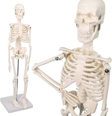 Mini modelo de esqueleto humano, modelo pequeno de ossos humanos de 45 cm com braços, pernas e suporte móveis, para estudantes, crianças estudarem anatomia do sistema esquelético humano,