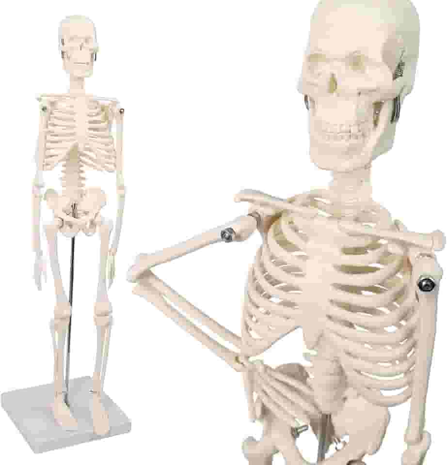Mini modelo de esqueleto humano, modelo pequeno de ossos humanos de 45 cm com braços, pernas e suporte móveis, para estudantes, crianças estudarem anatomia do sistema esquelético humano,
