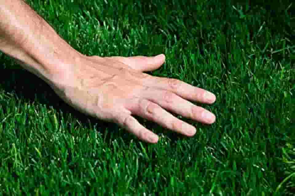 1kg de sementes Grama bermuda tratada campo de futebol, jardins etc...