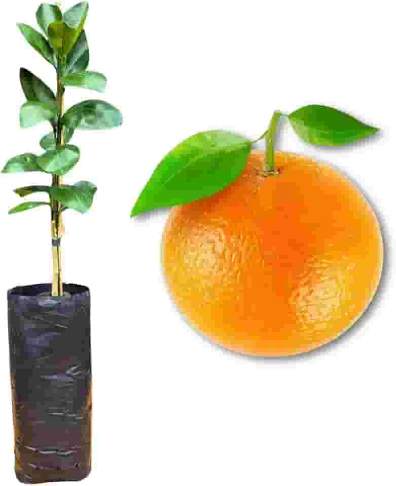 Muda de Laranja Bahia Monte Parnaso Enxertada - Rápida Produção - Produz em Vasos