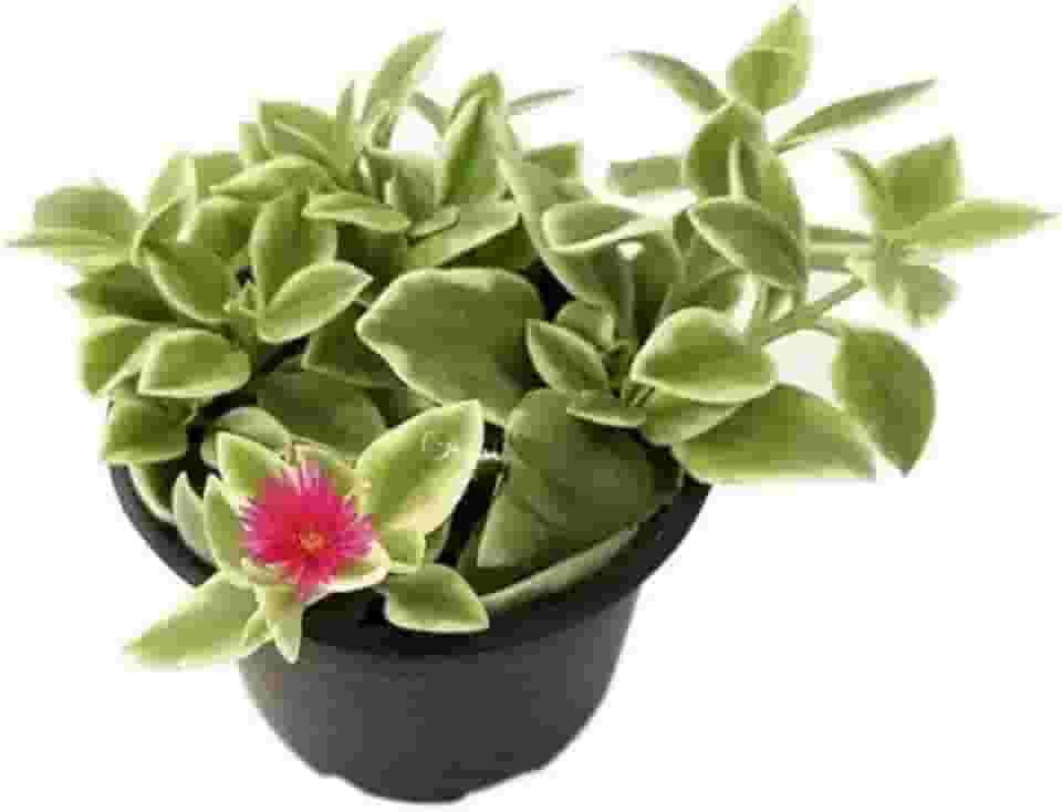 Muda Suculenta Rosinha Do Sol Aptenia Cordifolia Variegata Decoração Jardim Interior Exterior Planta Rara