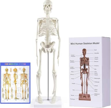 breesky Modelo de esqueleto humano para anatomia: modelo de esqueleto humano de 43 cm com braços e pernas móveis - modelo científico para estudo e exibição