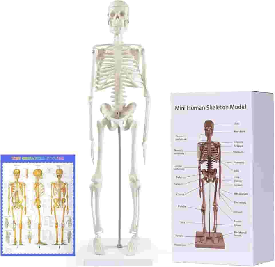 breesky Modelo de esqueleto humano para anatomia: modelo de esqueleto humano de 43 cm com braços e pernas móveis - modelo científico para estudo e exibição