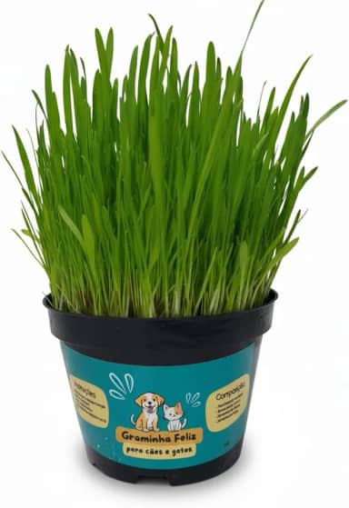 Graminha para Gatos e Cachorros – Saúde Intestinal e Redução de Bolas de Pelo | Kit Completo com Vaso e Sementes