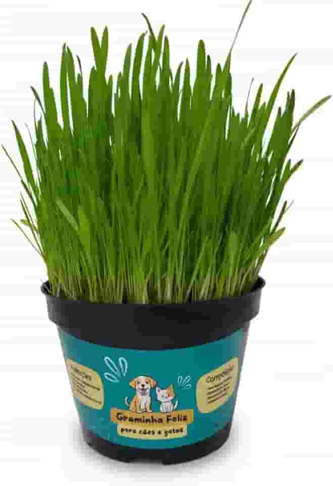 Graminha para Gatos e Cachorros – Saúde Intestinal e Redução de Bolas de Pelo | Kit Completo com Vaso e Sementes
