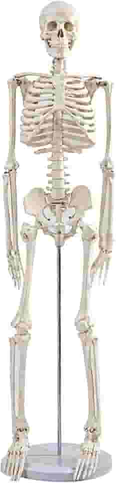 Mini esqueleto de 91 cm, modelo de anatomia humana articulável, ferramenta educacional de estudo universitário e ortopedia, suporte de metal e tabela de esqueleto incluídos