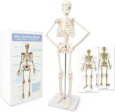 Modelo de esqueleto humano com design mais recente de 2024 para anatomia, corpo humano científico de 45 cm de altura com estruturas móveis de ossos de braços e pernas, coluna inteira e costelas
