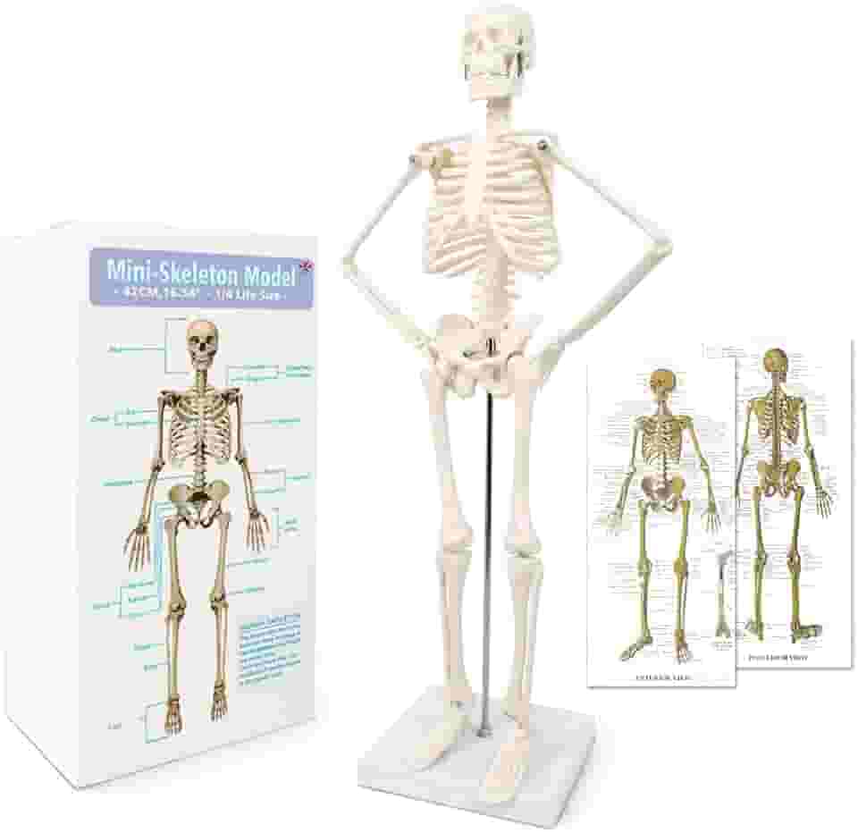 Modelo de esqueleto humano com design mais recente de 2024 para anatomia, corpo humano científico de 45 cm de altura com estruturas móveis de ossos de braços e pernas, coluna inteira e costelas