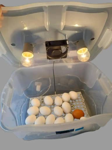 Chocadeira Pet Com 2 Lâmpadas Cooler Para 30 Ovos De Galinha Ou 90 De Codorna