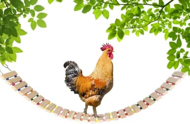 Vehomy Galinheiro brinquedo de galinha para galinhas, madeira natural, escada de frango, poleiro de galo, para pássaros, galos, galos, G