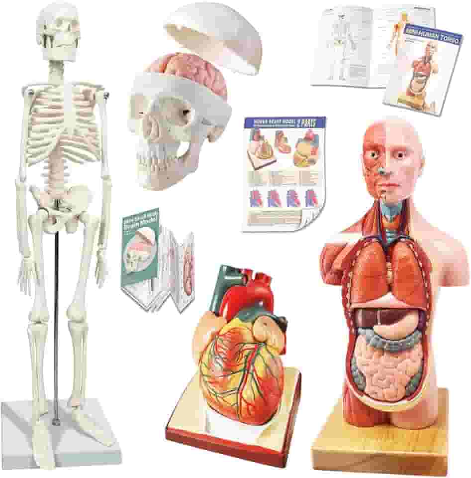 NEW HORIZON 2024 Novo Design de Modelo de Esqueleto Humano, Modelo de Crânio, Modelos de Coração-Melhor Conjunto de Modelos de Anatomia Conjunto de 3 Ferramentas de Estudo de Modelo 3D Prático para Es