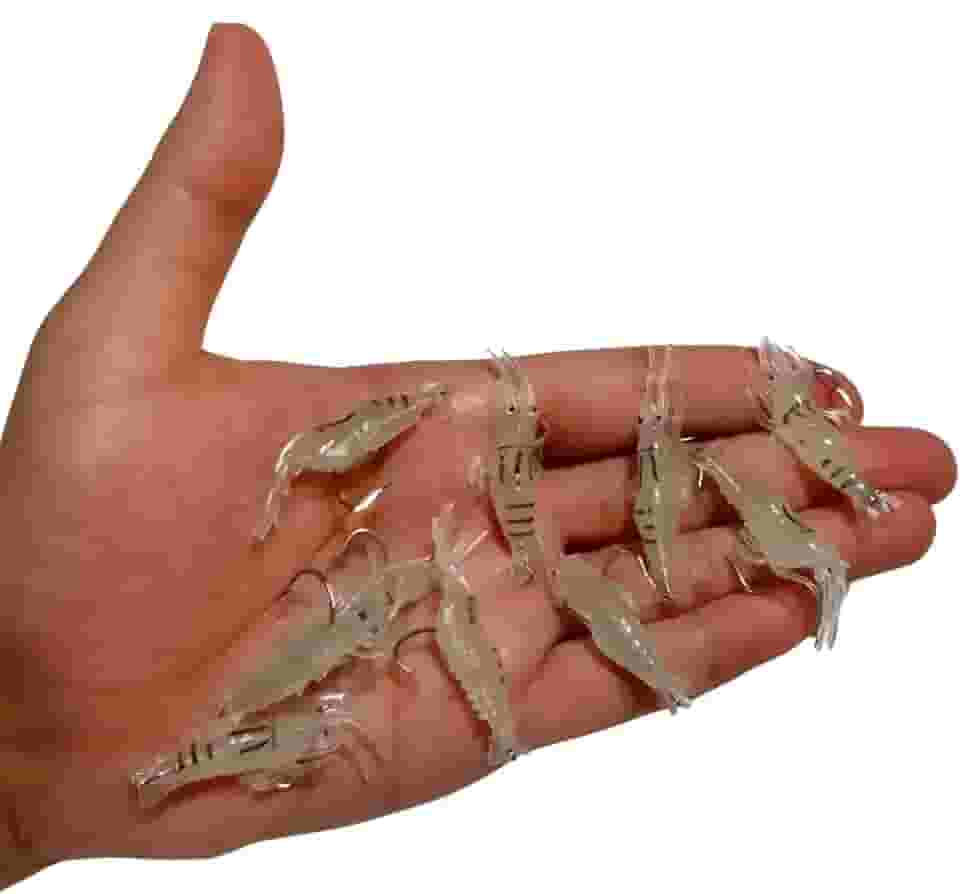 Kit 10 Isca Neon Artificial Camarão Silicone Aromatizada Anzol Pesca