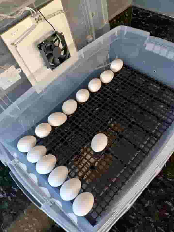 Chocadeira Pet Com Controle De Temperatura Automático E Rolagem Dos Ovos Manual Capacidade De 48 Ovos Galinha Ou 144 Ovos De Codorna