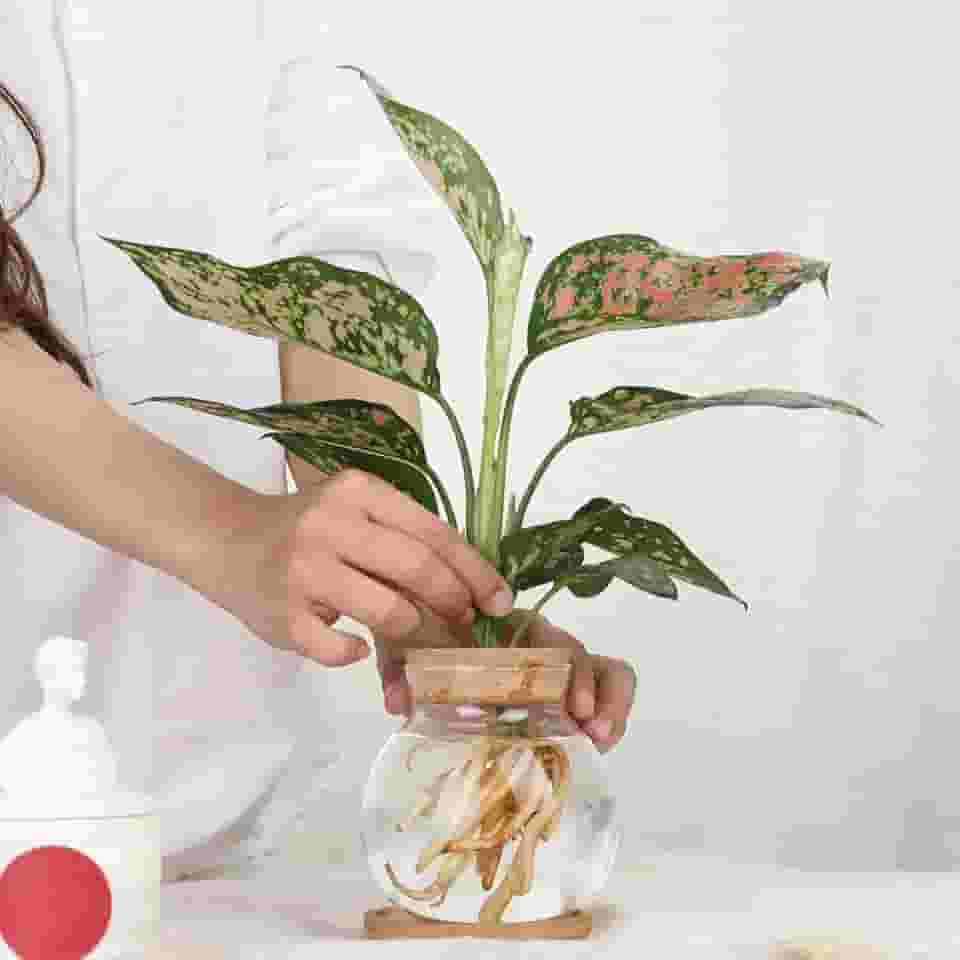 Estação de propagação de plantas, potes de vaso de vidro hidropônico, com pires para mesas, casas, decorações de jardim, decorações de cozinha doméstica e presentes para amantes de plantas