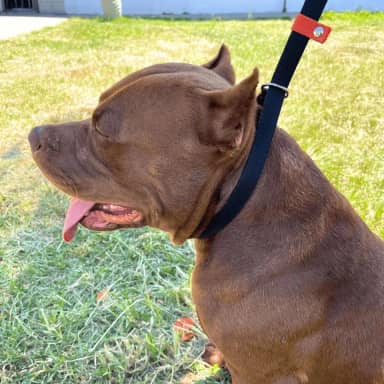 Guia Coleira Enforcador Unificado Pet Cão Pitbull para Passeios Adestramento (Preto/Laranja)