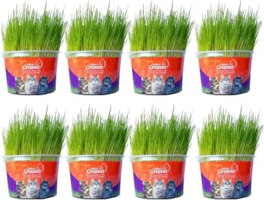 Kit Graminha Petisco Para Gatos - Graminha Digestiva 100% Natural - Mister Grama (8 unidades)