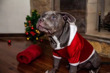 Roupa de Natal para Cachorro com capuz Vermelha - Tam. P